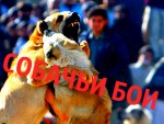 Собачьи бои / Dog fighting